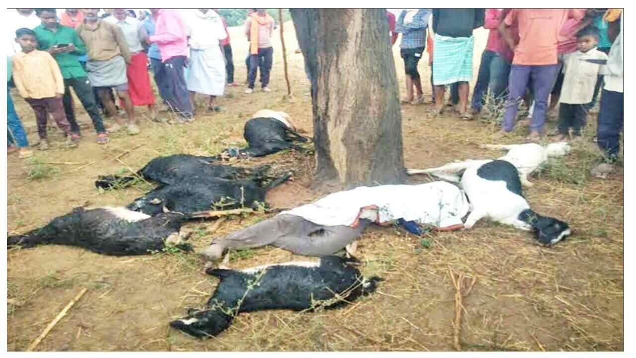 singrauli News : आकाशीय बिजली की चपेट में आने से चरवाहा युवक सहित 8 बकरियों की दर्दनाक मौत
