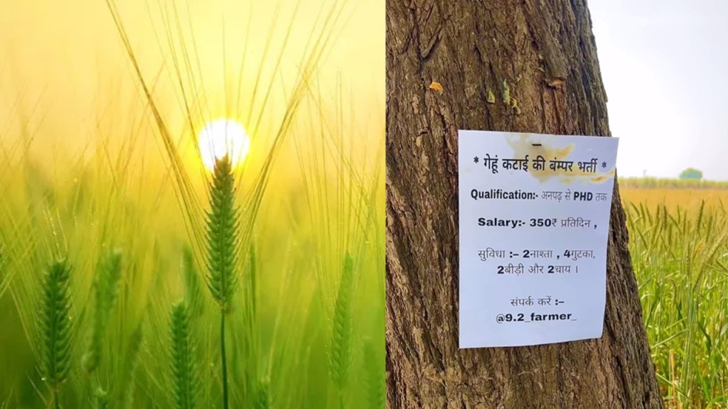 अनपढ़ से PHD वालों के लिए निकली गेहूं कटाई की बम्पर भर्ती, वायरल हो रहा पोस्ट