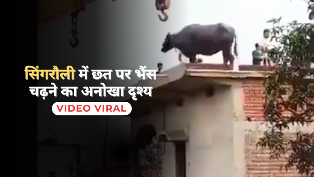 सिंगरौली में छत पर भैंस चढ़ने का अनोखा दृश्य, Video Viral