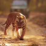Tiger Safari to resume in Madhya Pradesh from October 1; learn full details here