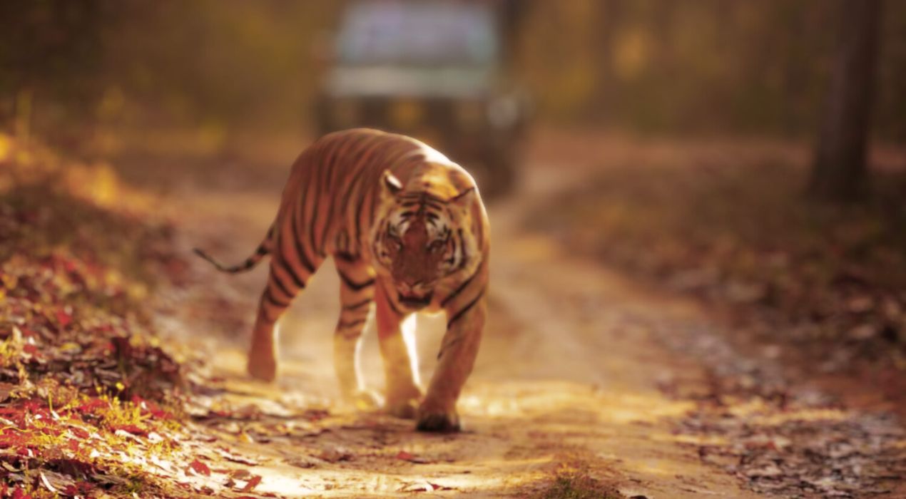 Tiger Safari to resume in Madhya Pradesh from October 1; learn full details here