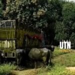 Singrauli: Police seize 6 vehicles loaded with 36 buffaloes