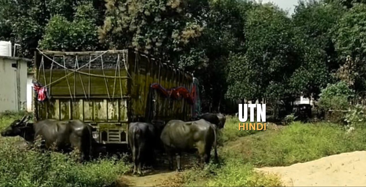 Singrauli: Police seize 6 vehicles loaded with 36 buffaloes