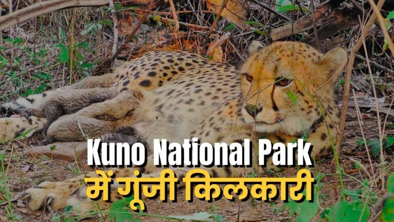 Kuno National Park