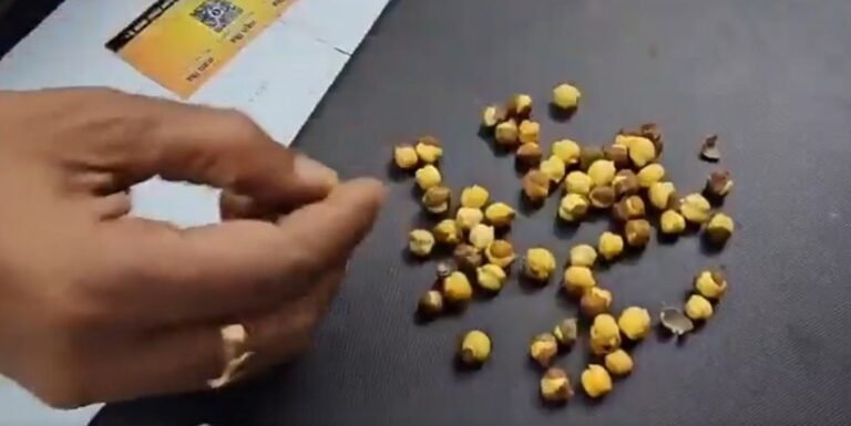 Gorakhpur adulterated roasted chickpeas