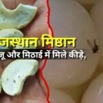 Rajasthan sweets insects were found in the sweets and cashews. Read the full story.
