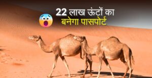 अब 22 लाख ऊंटों का बनेगा पासपोर्ट, जानिए कहां और क्यों ?