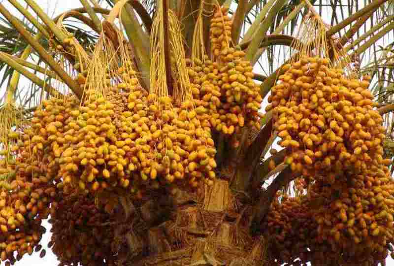 Ramadan 2026 : खजूर से ही क्यों खोलते हैं रोजा? जानिए धार्मिक कारण और सेहत के बड़े फायदे