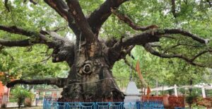 उत्तर प्रदेश में 100+ वर्ष पुराने 948 वृक्षों के संरक्षण की पहल तेज