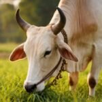 मथुरा में बनेगा देश का पहला राष्ट्रीय ‘गौ संस्कृति’ संग्रहालय, ब्रज क्षेत्र को मिलेगी नई पहचान