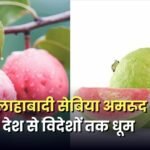 gi-tag-allahabadi-sebia-amrud-export-farmers-income