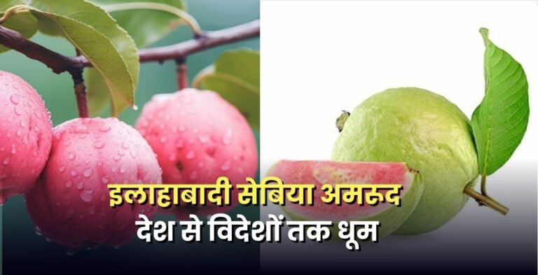 gi-tag-allahabadi-sebia-amrud-export-farmers-income