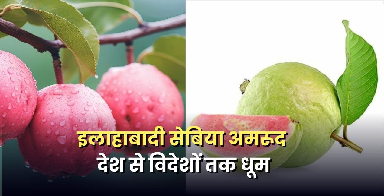 gi-tag-allahabadi-sebia-amrud-export-farmers-income