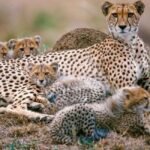 Kuno National Park में मादा चीता Jwala ने दिए 5 शावकों को जन्म, Project Cheetah को बड़ी सफलता