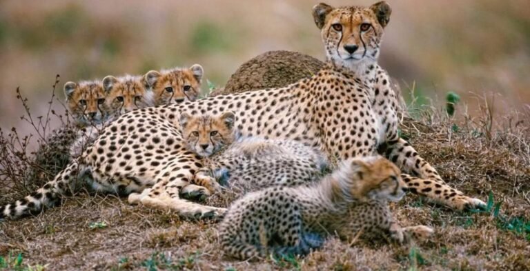 Kuno National Park में मादा चीता Jwala ने दिए 5 शावकों को जन्म, Project Cheetah को बड़ी सफलता