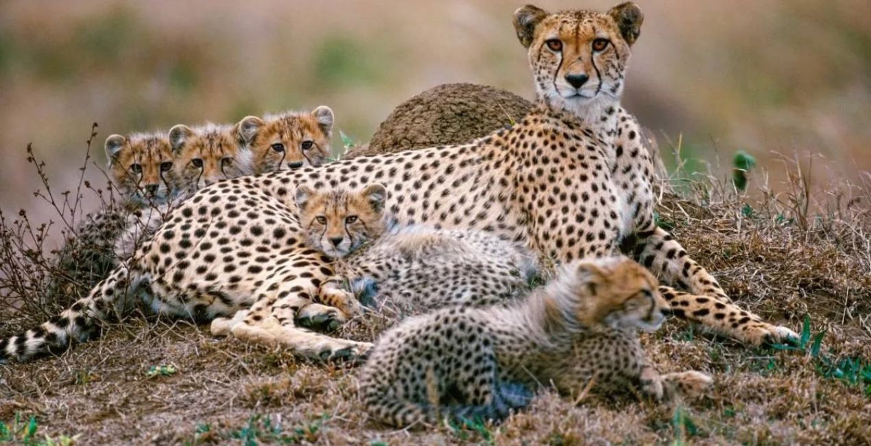 Kuno National Park में मादा चीता Jwala ने दिए 5 शावकों को जन्म, Project Cheetah को बड़ी सफलता