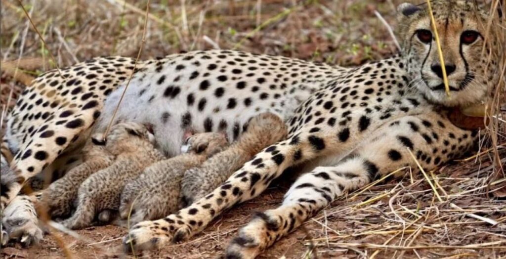 Kuno National Park में मादा चीता Jwala ने दिए 5 शावकों को जन्म, Project Cheetah को बड़ी सफलता