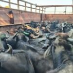 सिंगरौली में पशु क्रूरता का बड़ा मामला, तथाकथित पत्रकार समेत कई पर FIR दर्ज।