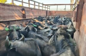 सिंगरौली में पशु क्रूरता का बड़ा मामला, तथाकथित पत्रकार समेत कई पर FIR दर्ज।