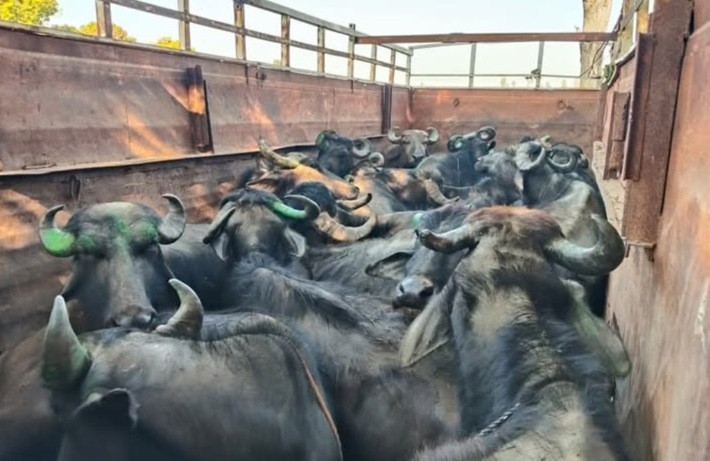 सिंगरौली में पशु क्रूरता का बड़ा मामला, तथाकथित पत्रकार समेत कई पर FIR दर्ज।