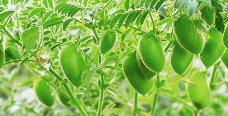 कम लागत में 70,000 तक कमाई! चना की नई किस्म ने बदली खेती