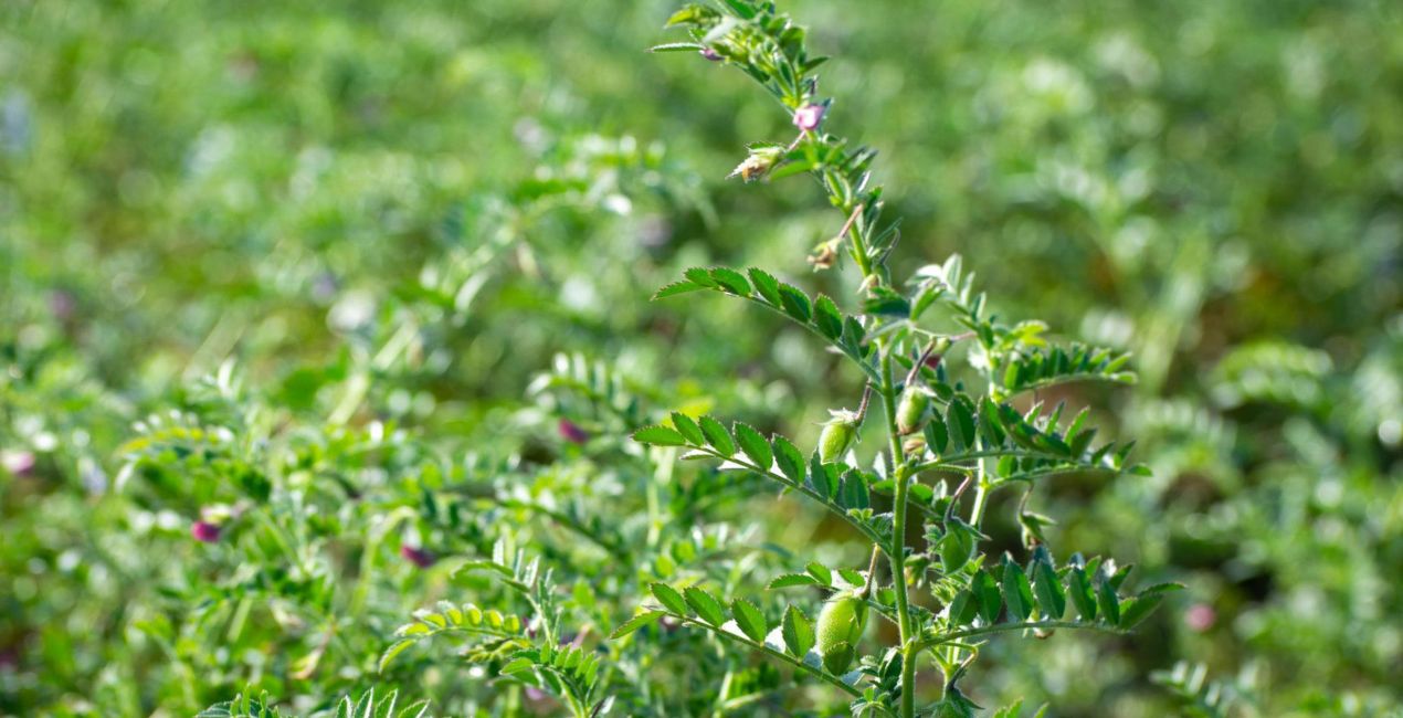 कम लागत में 70,000 तक कमाई! चना की नई किस्म ने बदली खेती