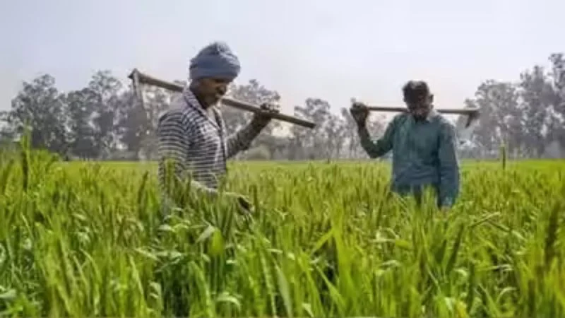 प्रधानमंत्री फसल बीमा योजना क्या है? फायदे, प्रीमियम और आवेदन प्रक्रिया पूरी जानकारी