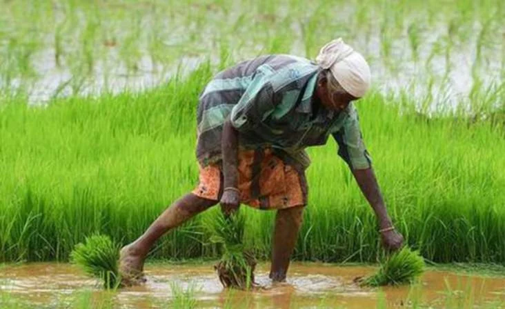 प्रधानमंत्री फसल बीमा योजना क्या है? फायदे, प्रीमियम और आवेदन प्रक्रिया पूरी जानकारी