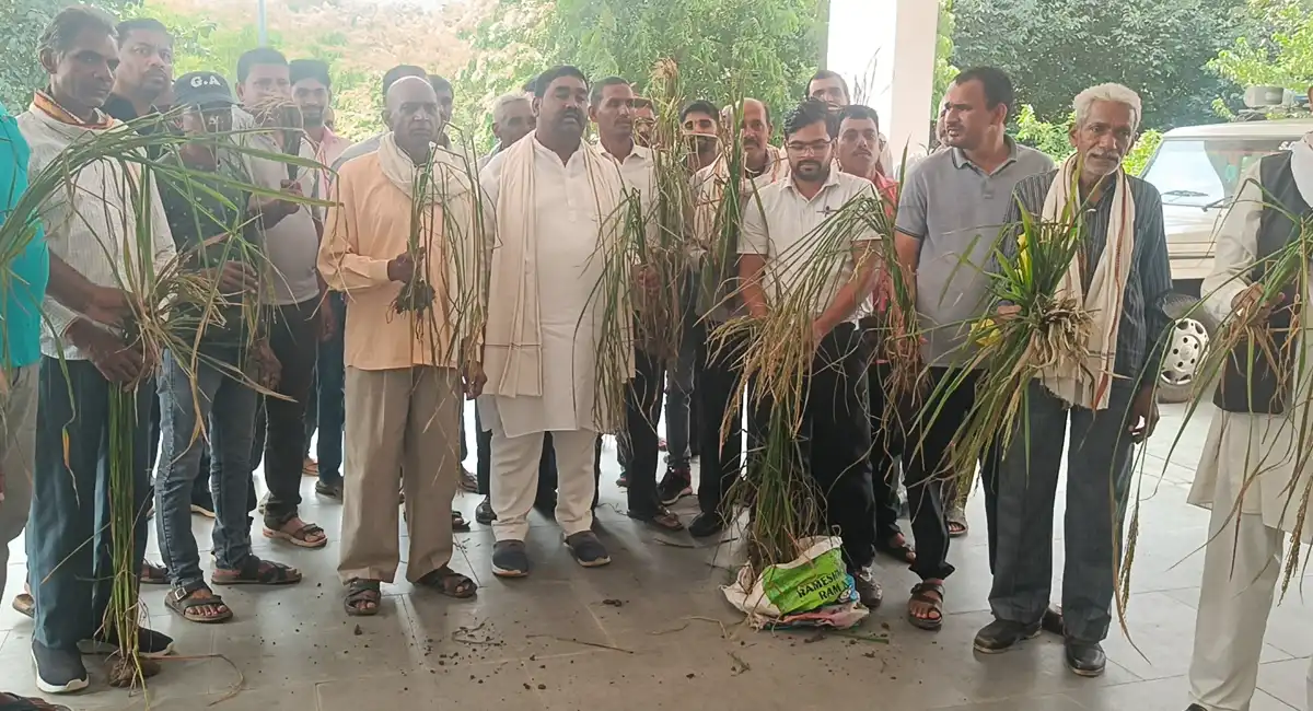 सिंगरौली: हिंडालको के धुएं से ओड़गड़ी में फसलें पूरी तरह बर्बाद, सरपंच ने कलेक्टर को आवेदन सौंपकर की मुआवज़े की माँग