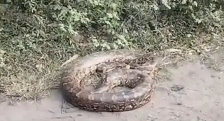 जयंत में अय्यप्पा मंदिर के पास निकला छह फीट लंबा अजगर, वन विभाग ने सुरक्षित पकड़ा